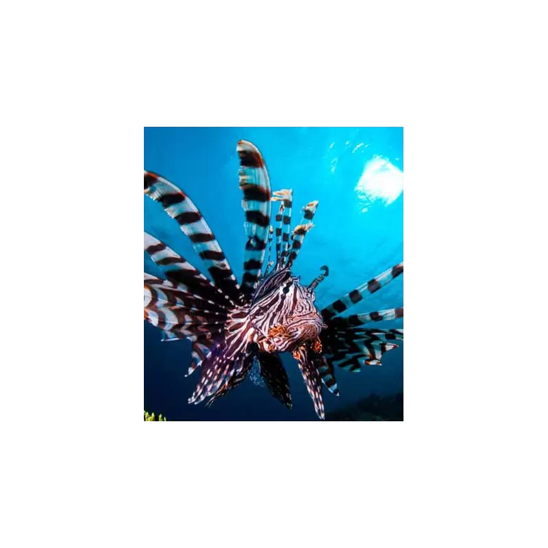 Pterois Volitans XXL