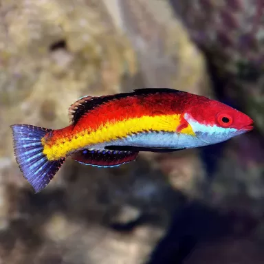 Cirrhilabrus Naokoae (männlich)| Coralandfishstore.nl