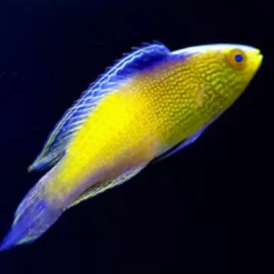 cirrhilabrus rhomboidalis