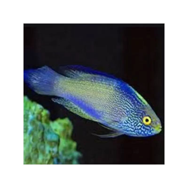 cirrhilabrus rhomboidalis