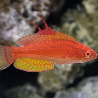 paracheilinus flavianalis