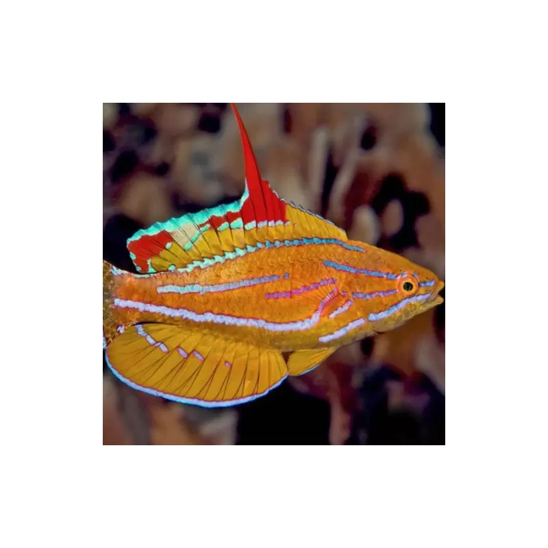 paracheilinus flavianalis