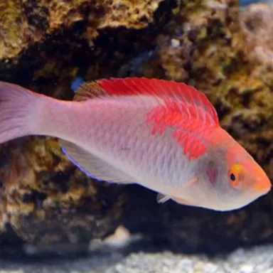 Cirrhilabrus Adornatus 