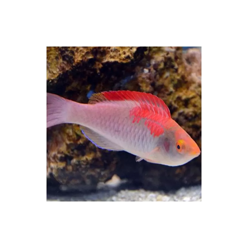 Cirrhilabrus Adornatus 