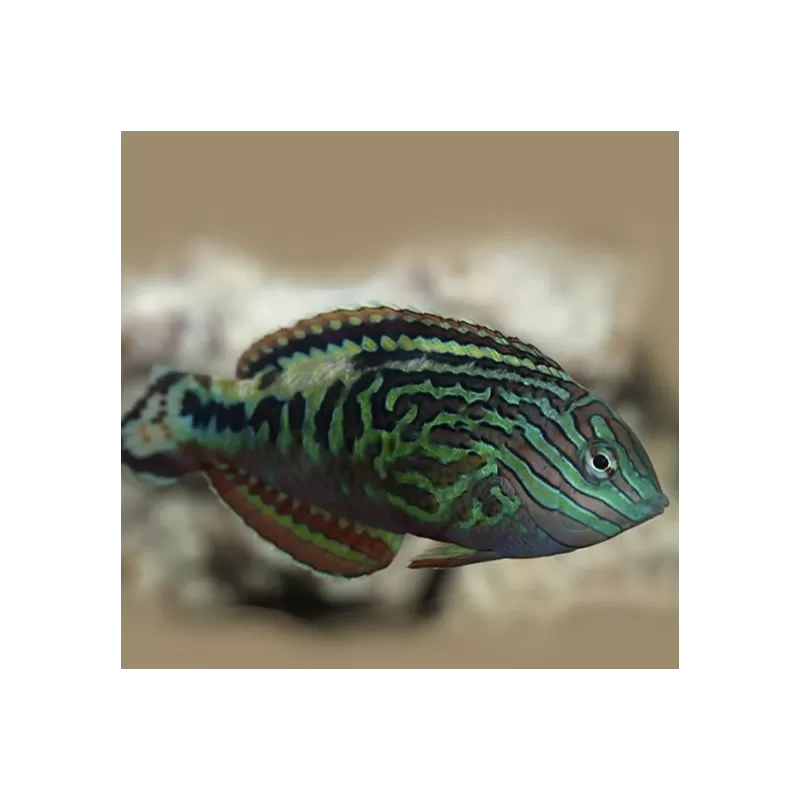 macropharyngodon bipartitus female