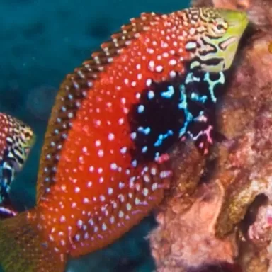 Macropharyngodon Bipartitus Male