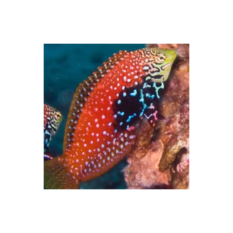 Macropharyngodon Bipartitus Male