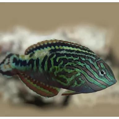 Macropharyngodon Bipartitus Male