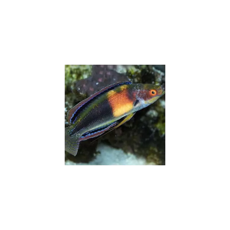 Cirrhilabrus Balteatus Female