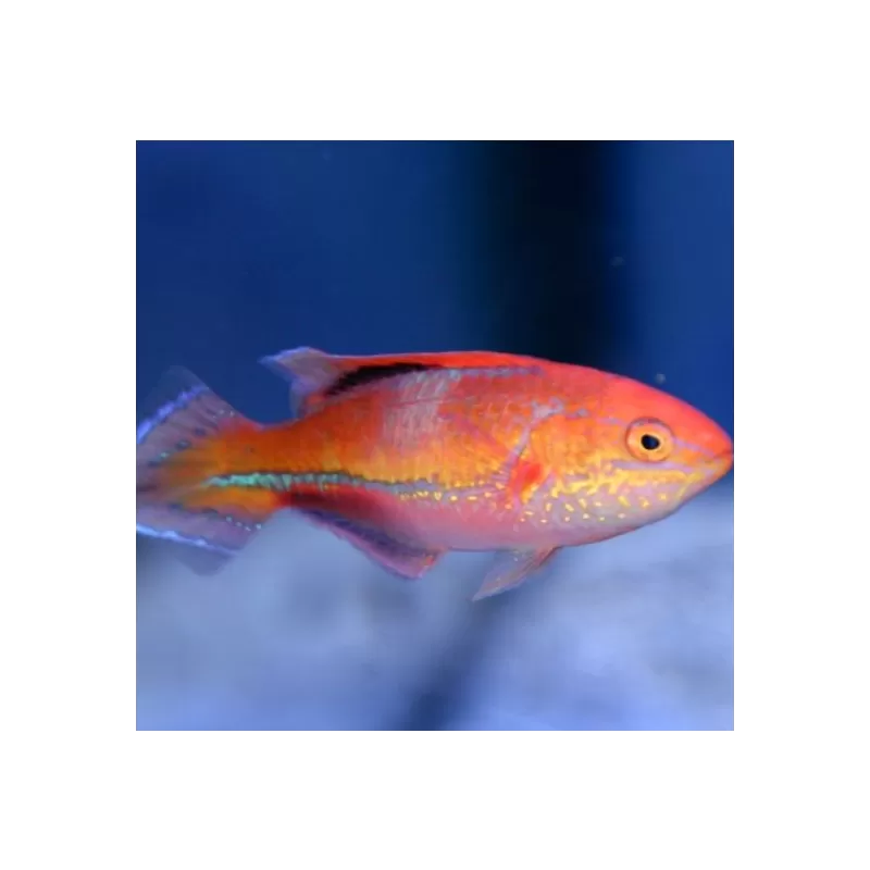 Cirrhilabrus Isosceles Pair