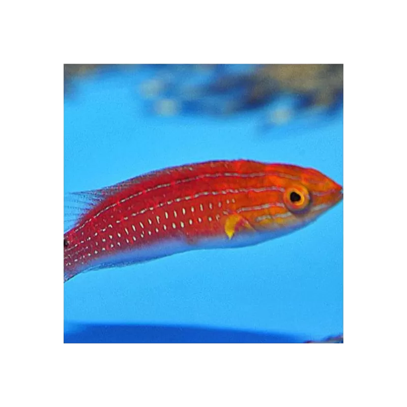 Cirrhilabrus Africanus Male