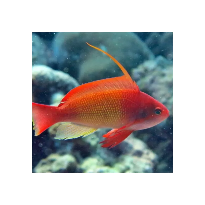 Pseudanthias Squamipinnis