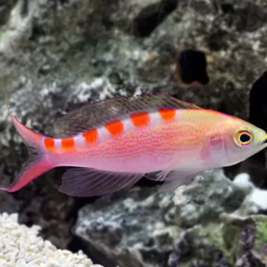 Pseudanthias flavoguttatus