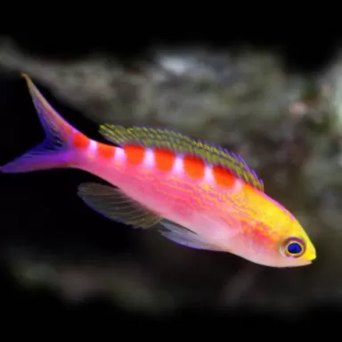Pseudanthias flavoguttatus