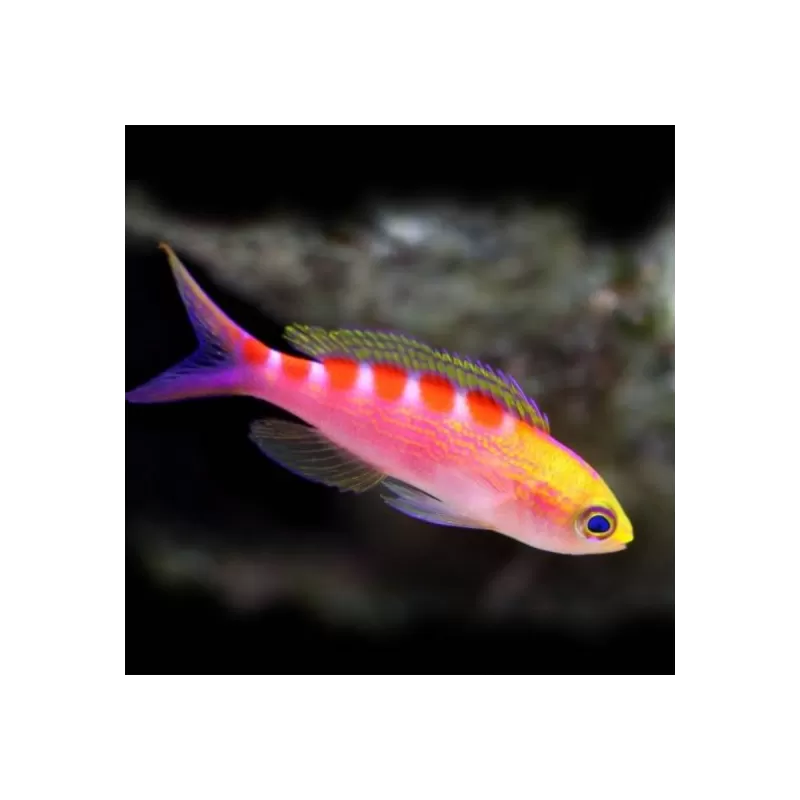 Pseudanthias flavoguttatus
