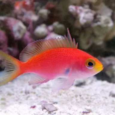 Pseudanthias Randalli