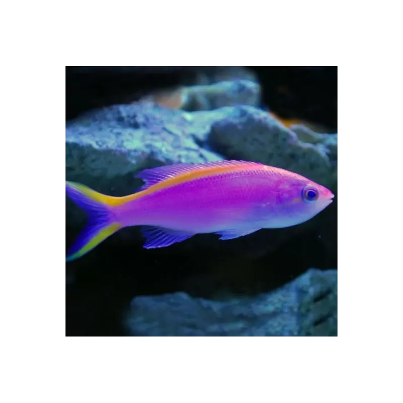 Mirolabrichthys Tuka