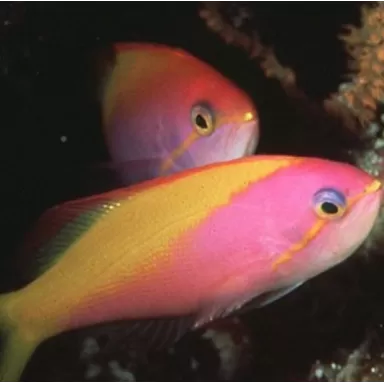 Nemanthias Carberryi fem