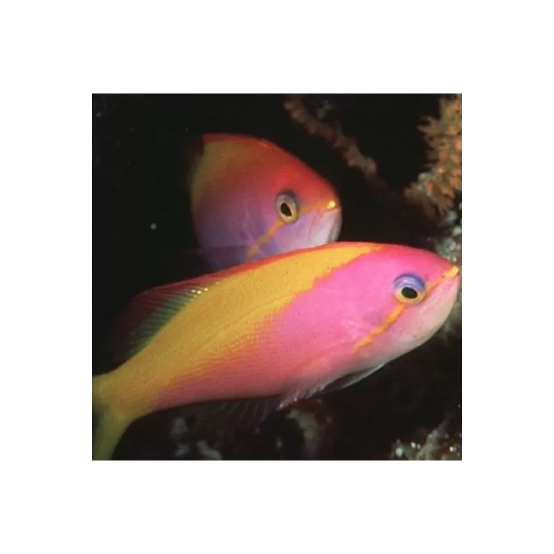 Nemanthias Carberryi fem