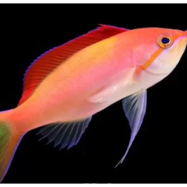 Mirolabrichthys Dispar ignitis