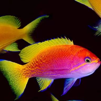 Pseudanthias bimaculatus