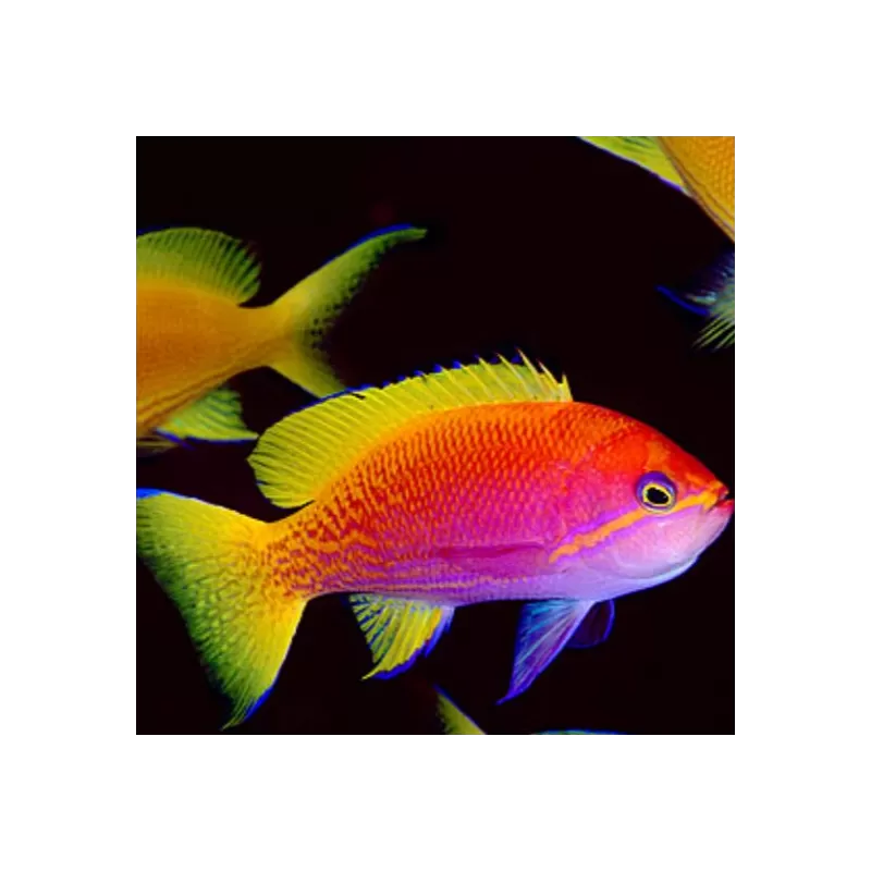 Pseudanthias bimaculatus