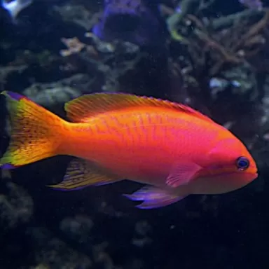 Pseudanthias bimaculatus