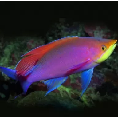 Mirolabrihthys tuka male