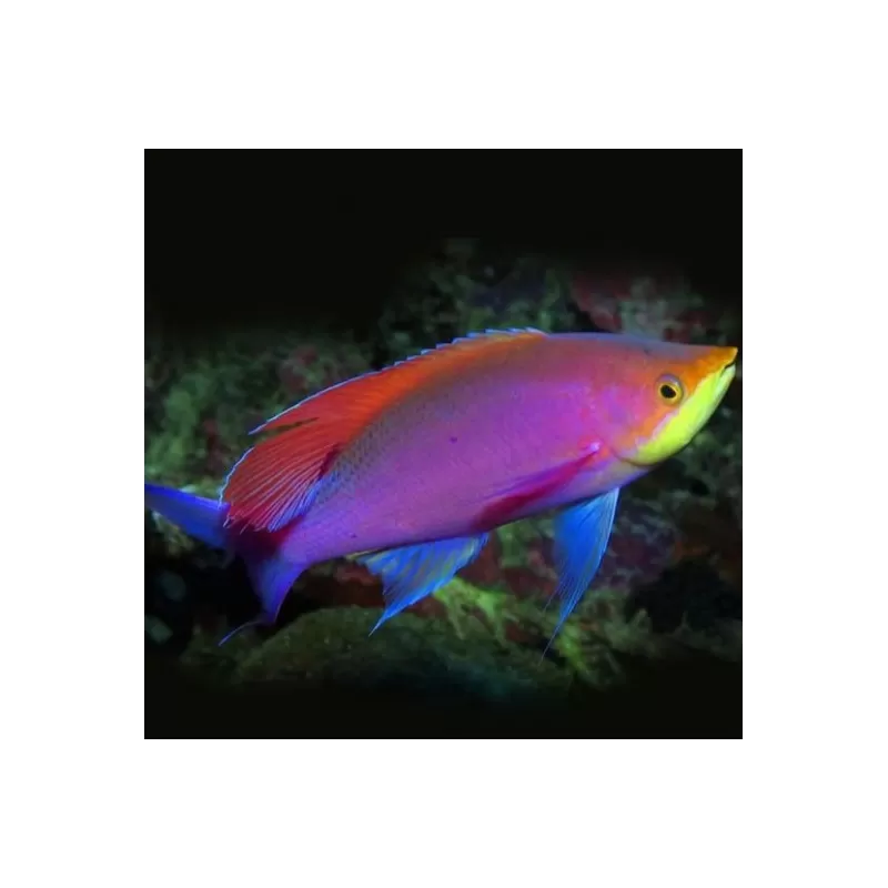 Mirolabrihthys tuka male