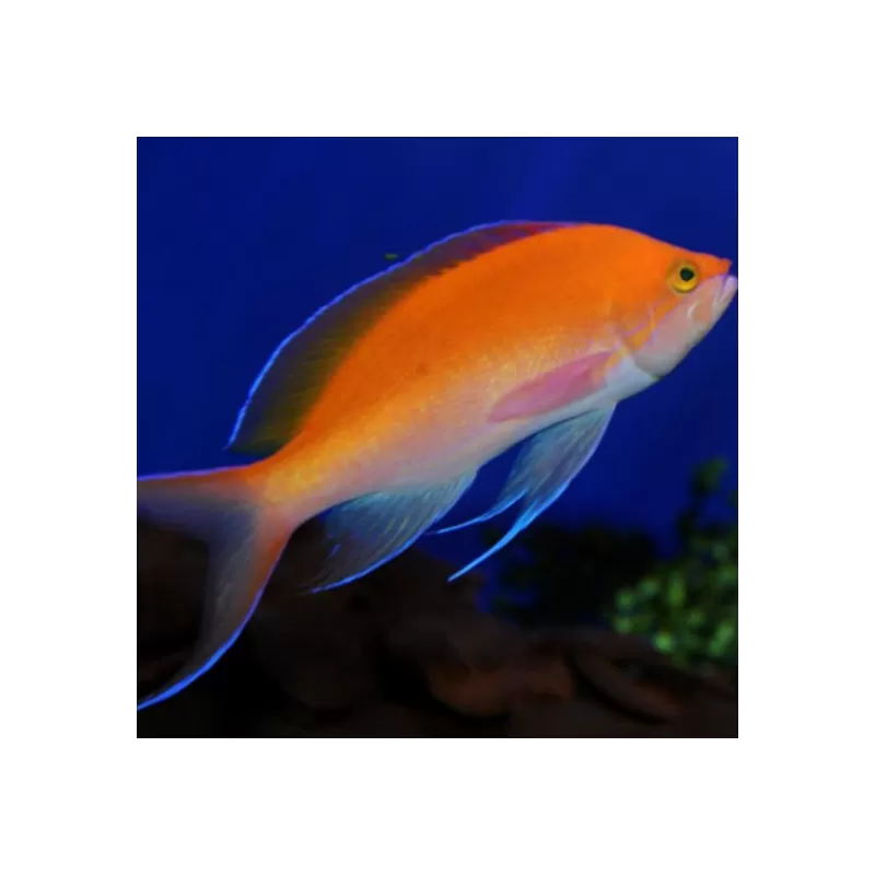 pseudanthias bicolor