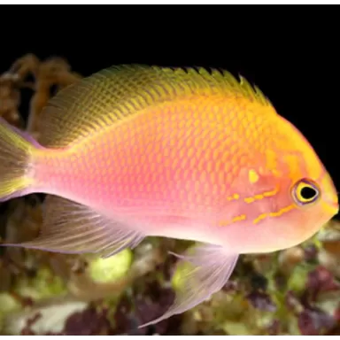 Serranocirrhitus Latus