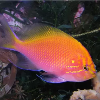 Serranocirrhitus Latus