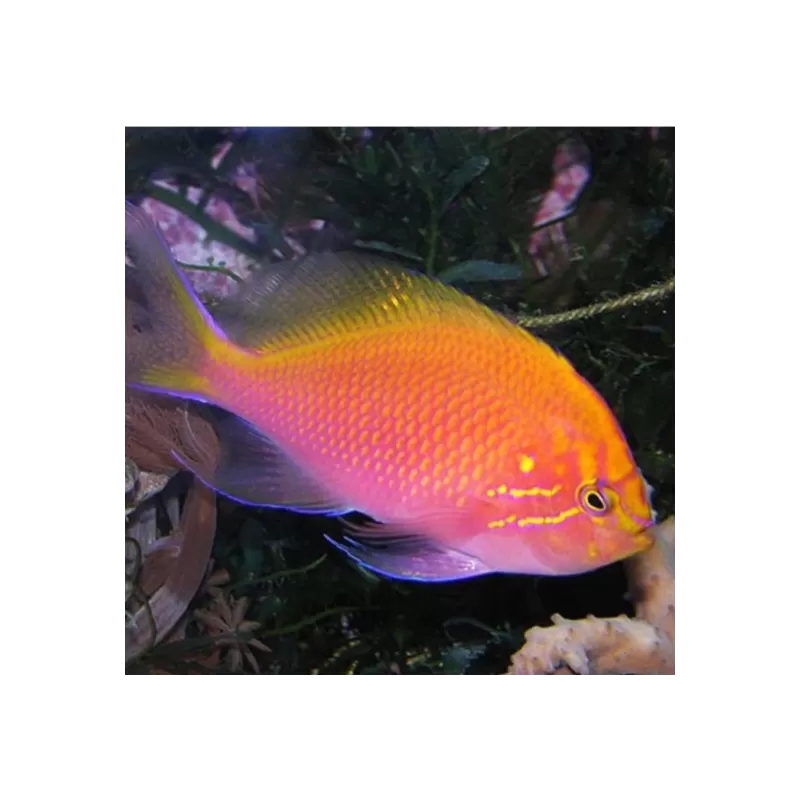 Serranocirrhitus Latus