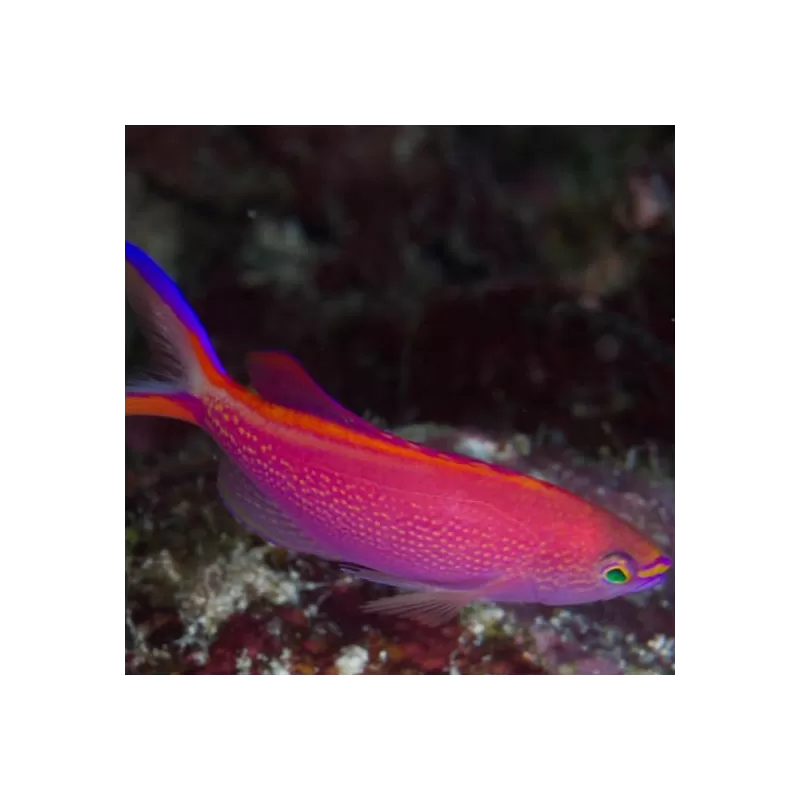 Pseudanthias Smithvanzi