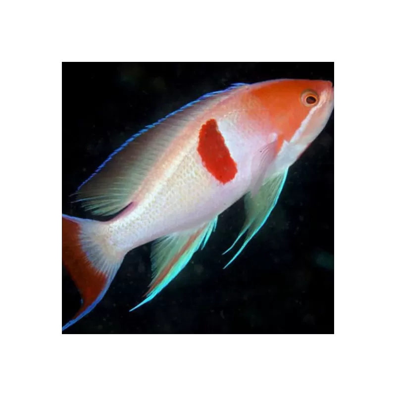 Pseudanthias Rubrizonatus