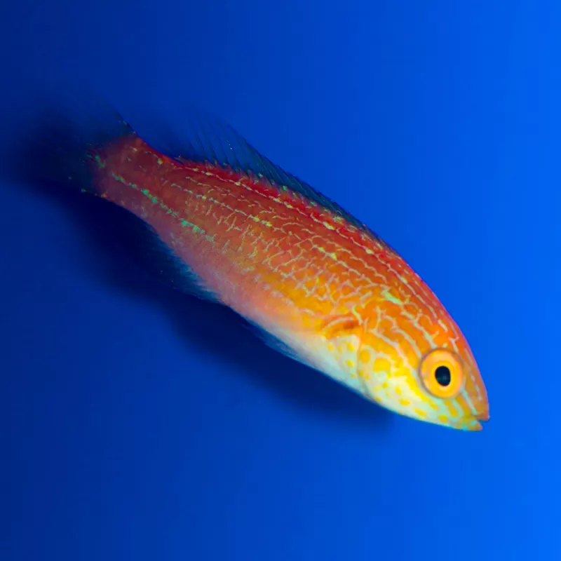 Cirrhilabrus lunatus adult male