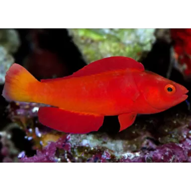 Cirrhilabrus Shutmani