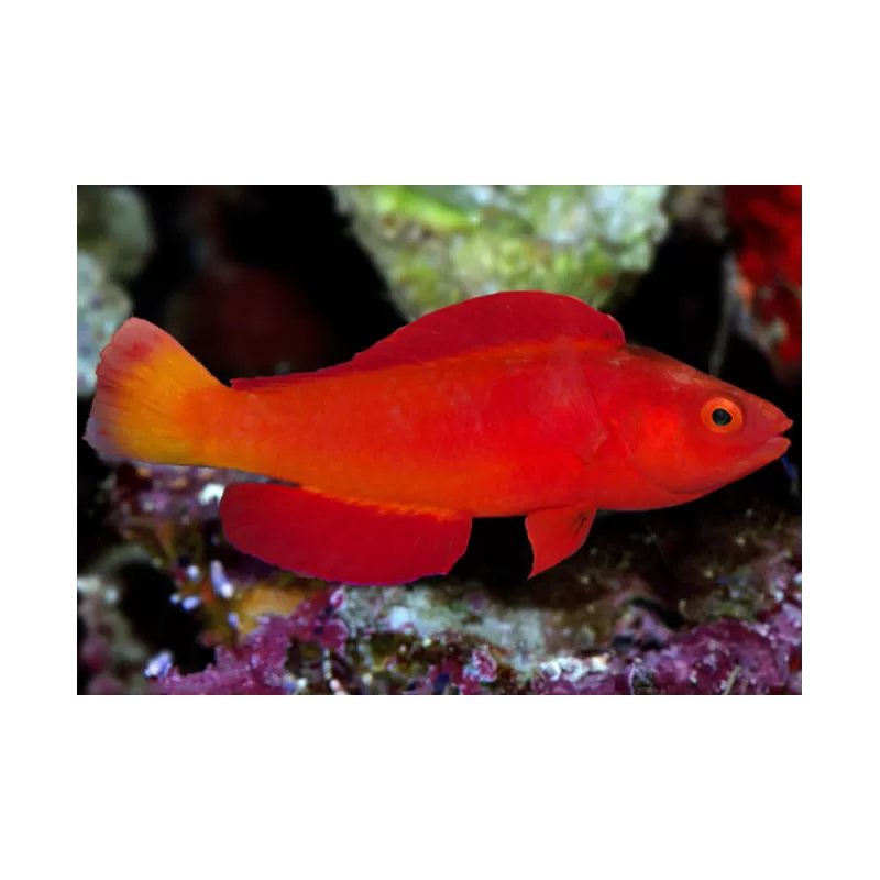 Cirrhilabrus Shutmani