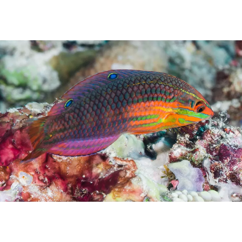 Halichoeres Biocellatus