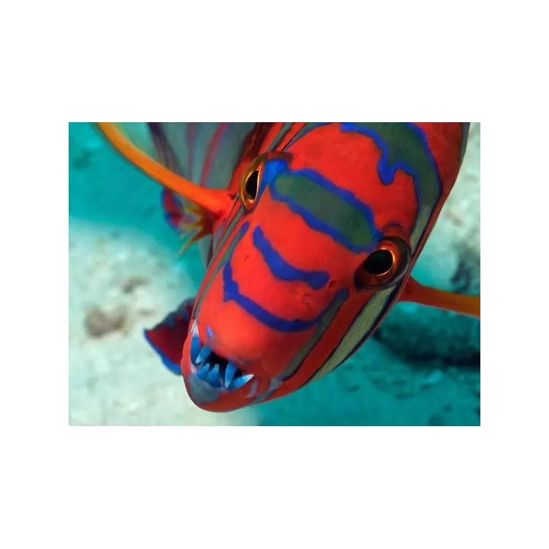 Choerodon Lienardella Fasciata M