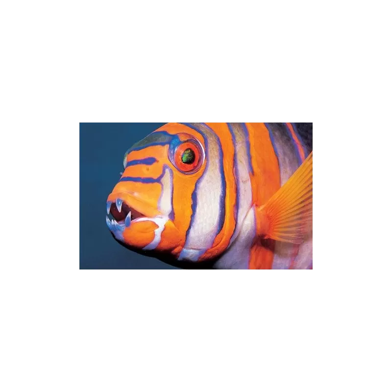 Choerodon Lienardella Fasciata M