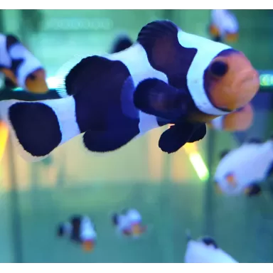 Amphiprion Ocellaris Black Gladiator