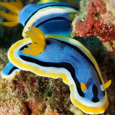 Chromodoris Annae