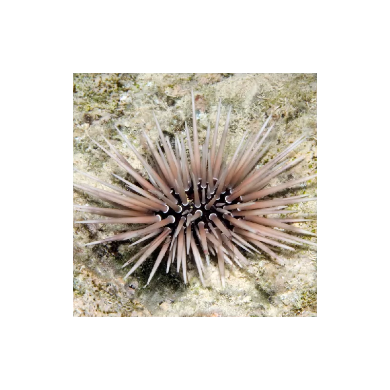 echinometra sp. red/purple/white