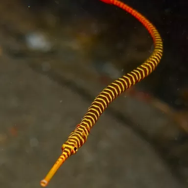 dunckerocampus pessuliferus