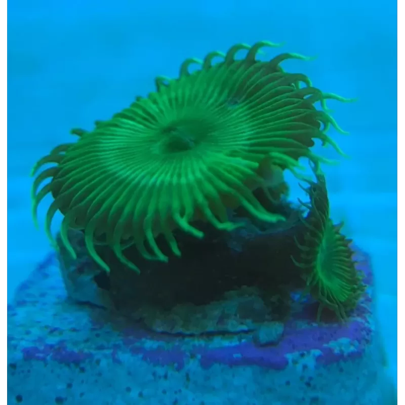 Palythoa Green Frag