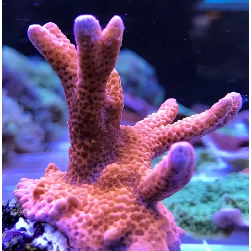 Montipora digitata red frag