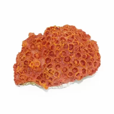 Kunstkoraal Aardbeikoraal