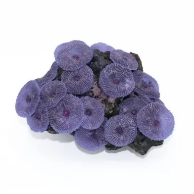 Kunstkoraal Discosoma Paars 