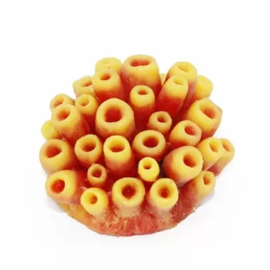 Kunstkoraal Spons Geel/Rood